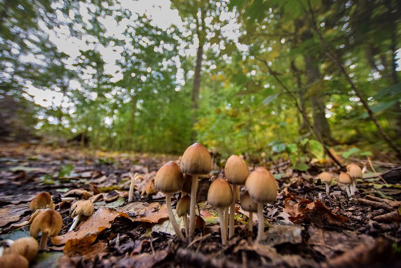 Mushrooms in the forest by Franziska Brückmann