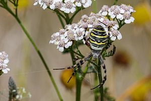 The wasp spider (Argiope bruennichi)