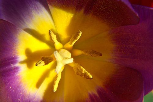 Close up of a purple-yellow tulip with pistil and stamen