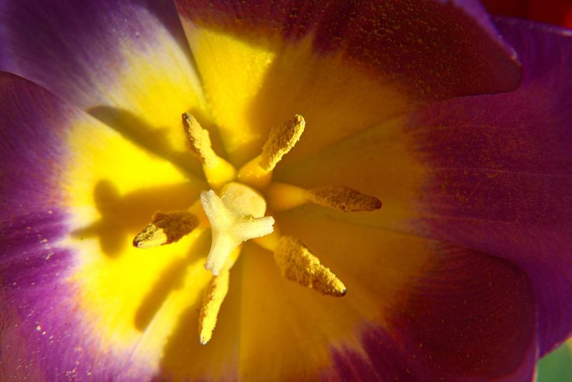 Nahaufnahme einer violett-gelben Tulpe mit Stempel und Staubgefäßen von Trinet Uzun