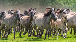 Wilde paarden uit Dülmen in galop van Friedhelm Peters