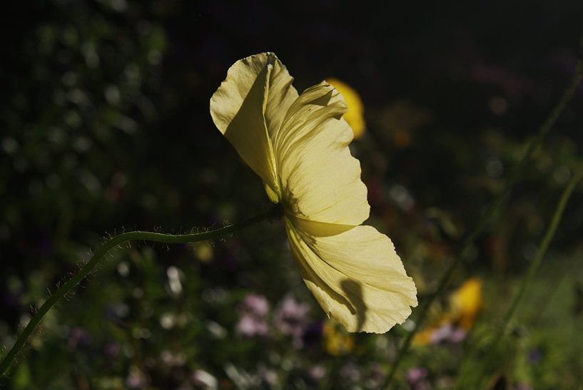 Gele bloem Christchurch Nieuw Zeeland par Dennis Rietbergen