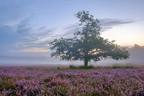 Zonsopkomst boven de bloeiende heide op de Veluwe