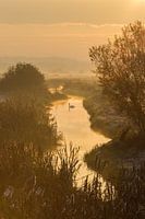 Swan in golden morninglight
