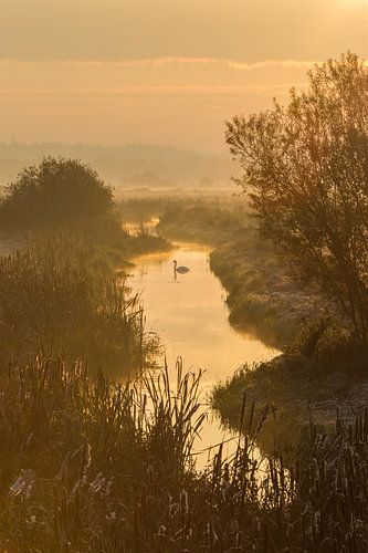 Swan in golden morninglight