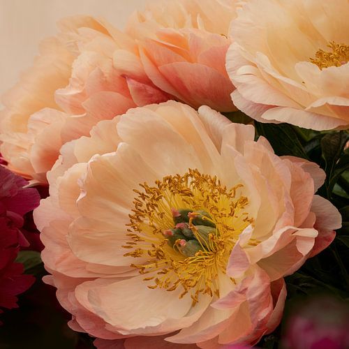 Pioenroos in zomers pastel. 1 Peach Fuzz.