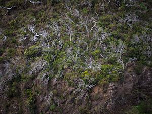 Arbres tombés de Madère