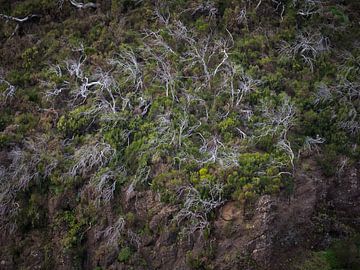 Fallen Trees of Madeira