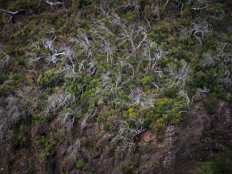 Fallen Trees of Madeira by Robin Gooijers | Fotografie