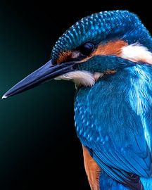 Portrait of a beautiful kingfisher by Gianni Argese