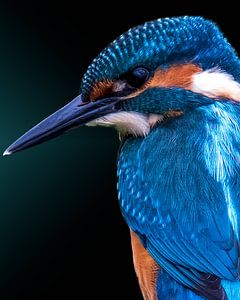 Portrait d'un beau martin-pêcheur