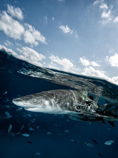 Requin citron curieux par Ramon Stijnen