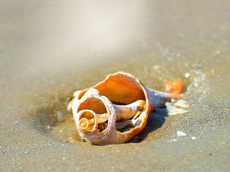 Unterwasserwelt   |  03 von Dirk H. Wendt