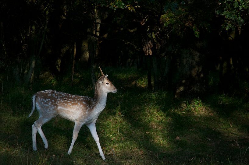 Young fallow deer in dark forest by Elles Rijsdijk