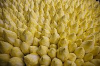 épingles à chicorée