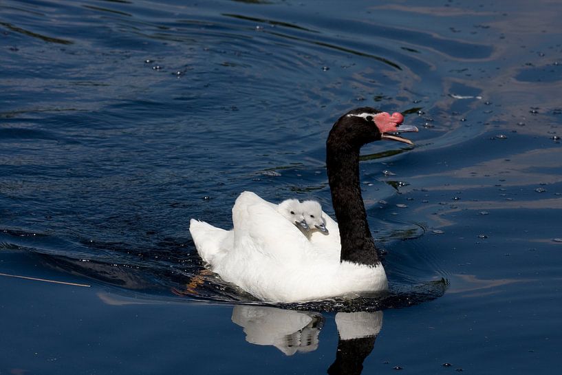 Black-necked Swan and youngsters by Sandra de Heij