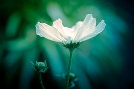 Cosmea in blue van Maurits Dekker