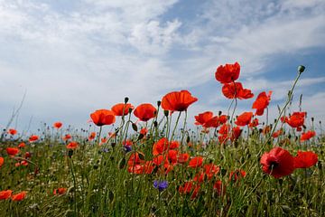 In the wind by Ostsee Bilder