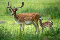 Fallow deer with young