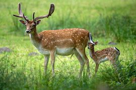 Fallow deer with young by Gerard Manders