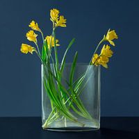 Narcissen