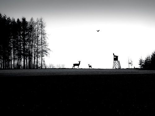 De bosgang van Alexander Dorn