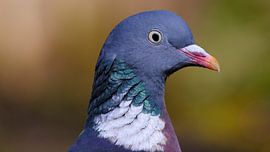 Portret van een houtduif van Sabrina de Vries