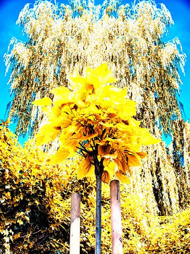 Door de bomen het bos zien.