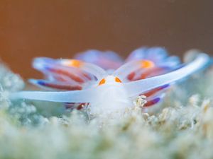 Bunte Schnecke im Seegras