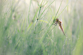 La magie de la nature : une libellule dans son habitat naturel sur Moetwil en van Dijk - Fotografie landschappen - natuur