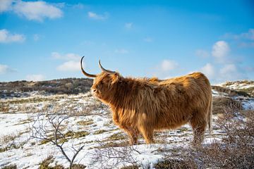 Schotse Hooglander in de sneeuw van Claire Groeneveld