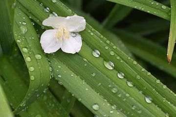 A flower in the garden after the rain by Claude Laprise
