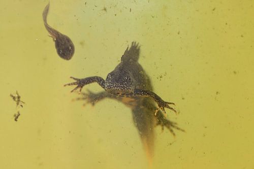 Kamsalamander
