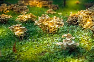 Pilze - mushrooms van Dagmar Marina
