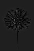 Falsche Blume 1