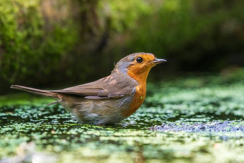 Robins von Merijn Loch
