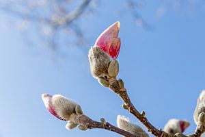 Magnolia in knop van Mayra Fotografie