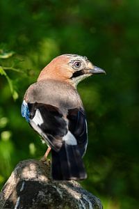 Eichelhäher (Garrulus glandarius)