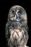 great gray owl