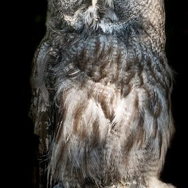 great gray owl by t.a.m. postma