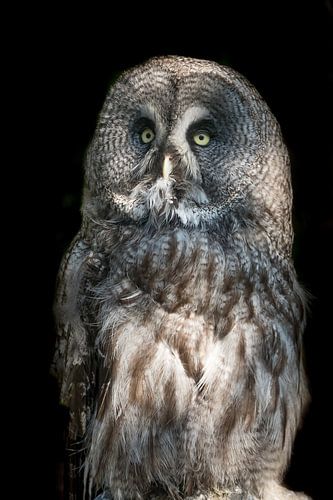 great gray owl by t.a.m. postma