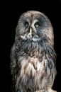 great gray owl by t.a.m. postma thumbnail