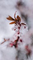 Fleur de cerisier rose tendre