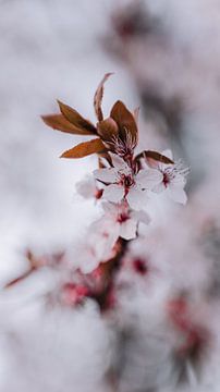 Zartrosa Kirschblüte von Sharon Kastelijns