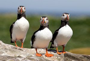 Three puffins are on the lookout by Peter van Dam