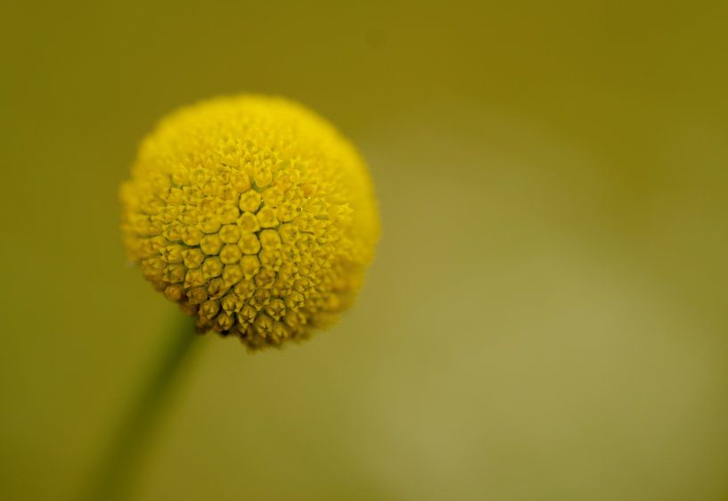heart of a daisy by Eveline Lenderink
