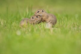 Siesels dans l'herbe sur Elles Rijsdijk