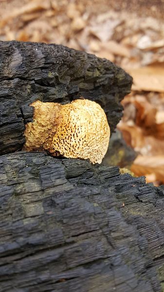Goudbruine paddenstoel by Samantha Smeets