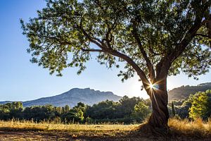 Sainte Victoire van Melissa Goedbloed