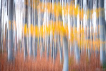 The beech leaves dance. by Anneke Hooijer
